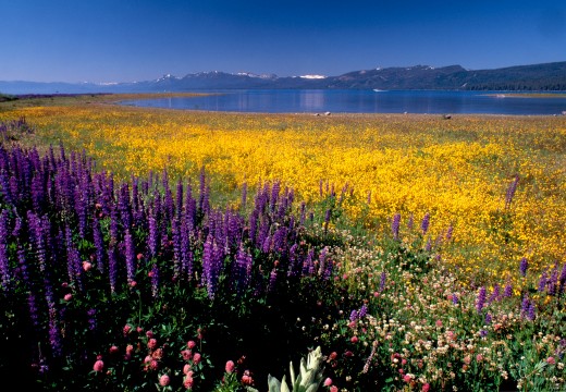 Wildflower Carpet, Lake Forest Beach, Lake Tahoe